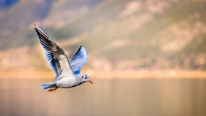 ‘Seagull takes off’: Tauw provided EDD services in confidential take-over process