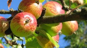 Laaghangend fruit en quick wins